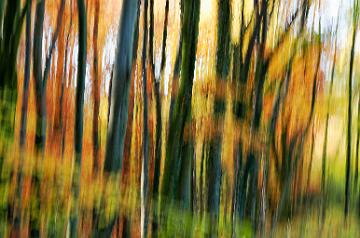 Wald abstrakt (18)