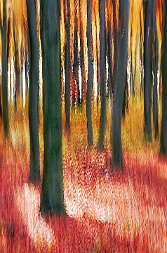 Wald abstrakt (13)