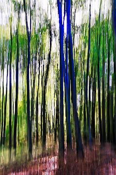 Wald abstrakt (9)