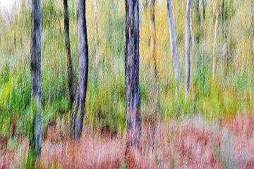Wald abstrakt (2)