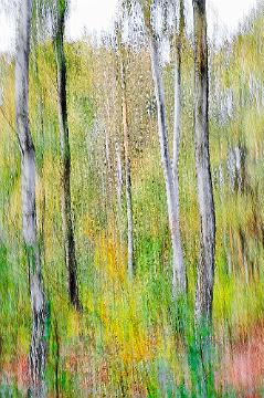 Wald abstrakt (10)