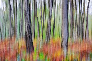 Wald abstrakt (4)