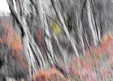 Wald abstrakt (6)
