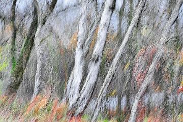 Wald abstrakt (7)