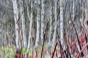 Wald abstrakt (8)